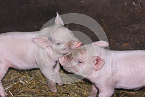 piglets pink in the shed. farming