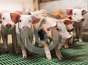 Piglets playing in barn