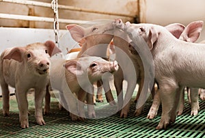 Piglets playing in barn