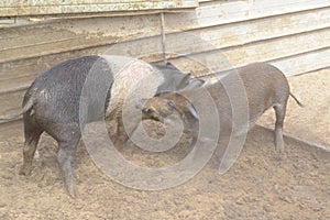 Piglets playing in a farm