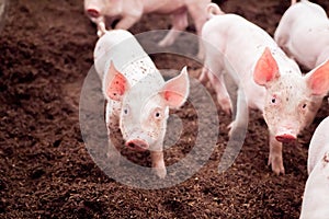 Piglets are playing in rural organic farms. Agriculture,