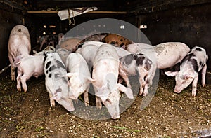 Piglets ready for sale in the Andean market