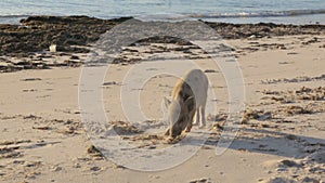 Piglets rooting in sand on beach