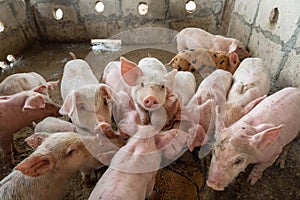 .Piglets are scrambling to eat food in a pig farm