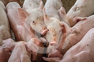 .Piglets are scrambling to eat food in a pig farm