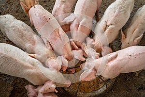 .Piglets are scrambling to eat food in a pig farm