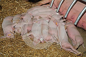 Piglets Sleep