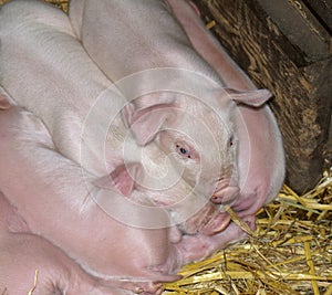 Piglets sleeping