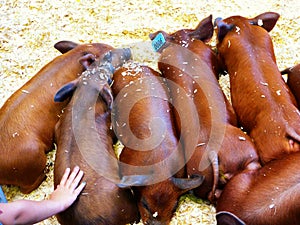 Piglets sleeping in annual goshen fair