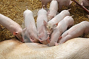 Piglets