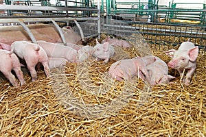 Piglets
