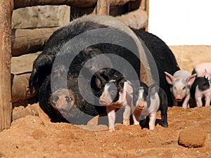 Piglets and sow