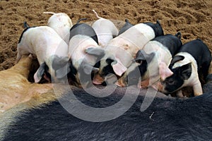 Piglets and sow