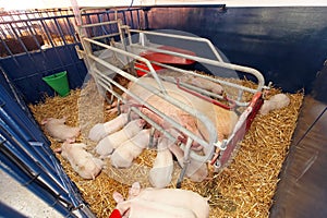 Piglets with sow