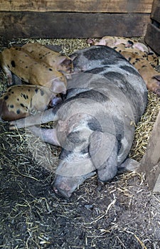 Piglets and sow