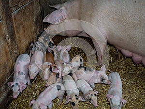 Piglets