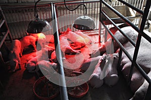 Piglets and sows in a cage with infra-red heating