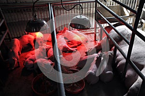 Piglets and sows in a cage with infrared heating