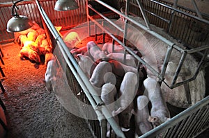 Piglets and sows in a cage with infrared heating