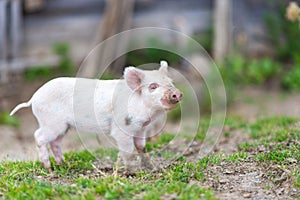 Piglets on spring green grass on a farm