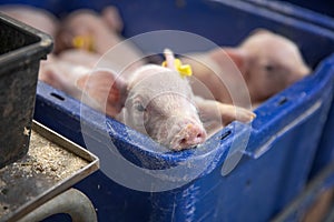 Piglets sucking milk