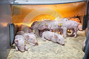 Piglets sucking milk