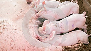Piglets are sucking milk from the mother`s breast in an organic pig farm.