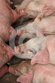 Piglets Suckling