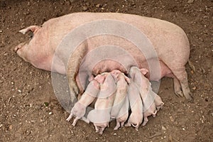 Piglets Suckling