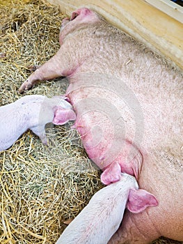 Piglets Suckling