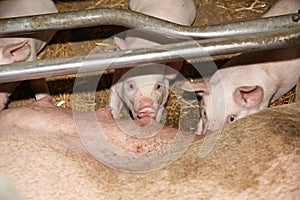 Piglets suckling in the barn indoors