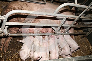 Piglets suckling in the barn indoors