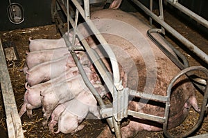 Piglets suckling in the barn indoors