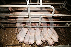 Piglets suckling in the barn indoors