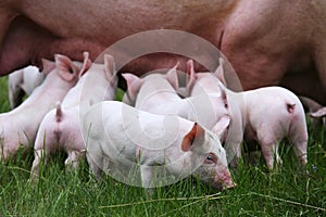 Piglets suckling on the farm. Little piglets household. Lovely pets