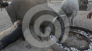 Piglets suckling from feeding mother