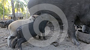 Piglets suckling from feeding mother