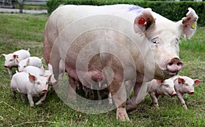 Piglets suckling from fertile sow