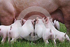 Piglets suckling from fertile sow on animal farm on the meadow