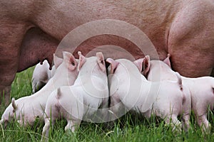 Piglets suckling from fertile sow on summer pasture