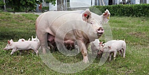 Piglets suckling from fertile sow on summer pasture