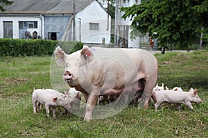 Piglets suckling from fertile sow on summer pasture