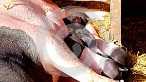 Piglets suckling at her mother sow