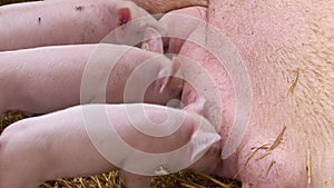 Piglets suckling mother sow