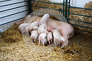 Piglets suckling sow