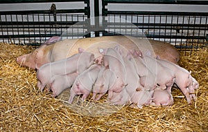 Piglets suckling sow