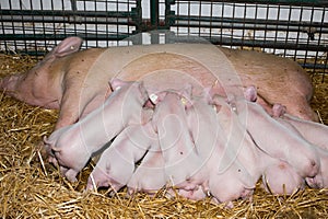 Piglets suckling sow