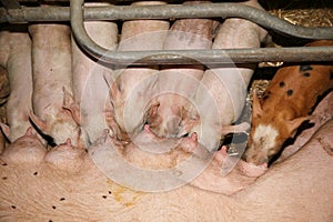 Piglets suckling from their motherin the barn