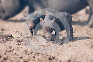 piglets. two cute black pigs. very