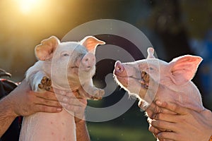 Piglets in workers hands